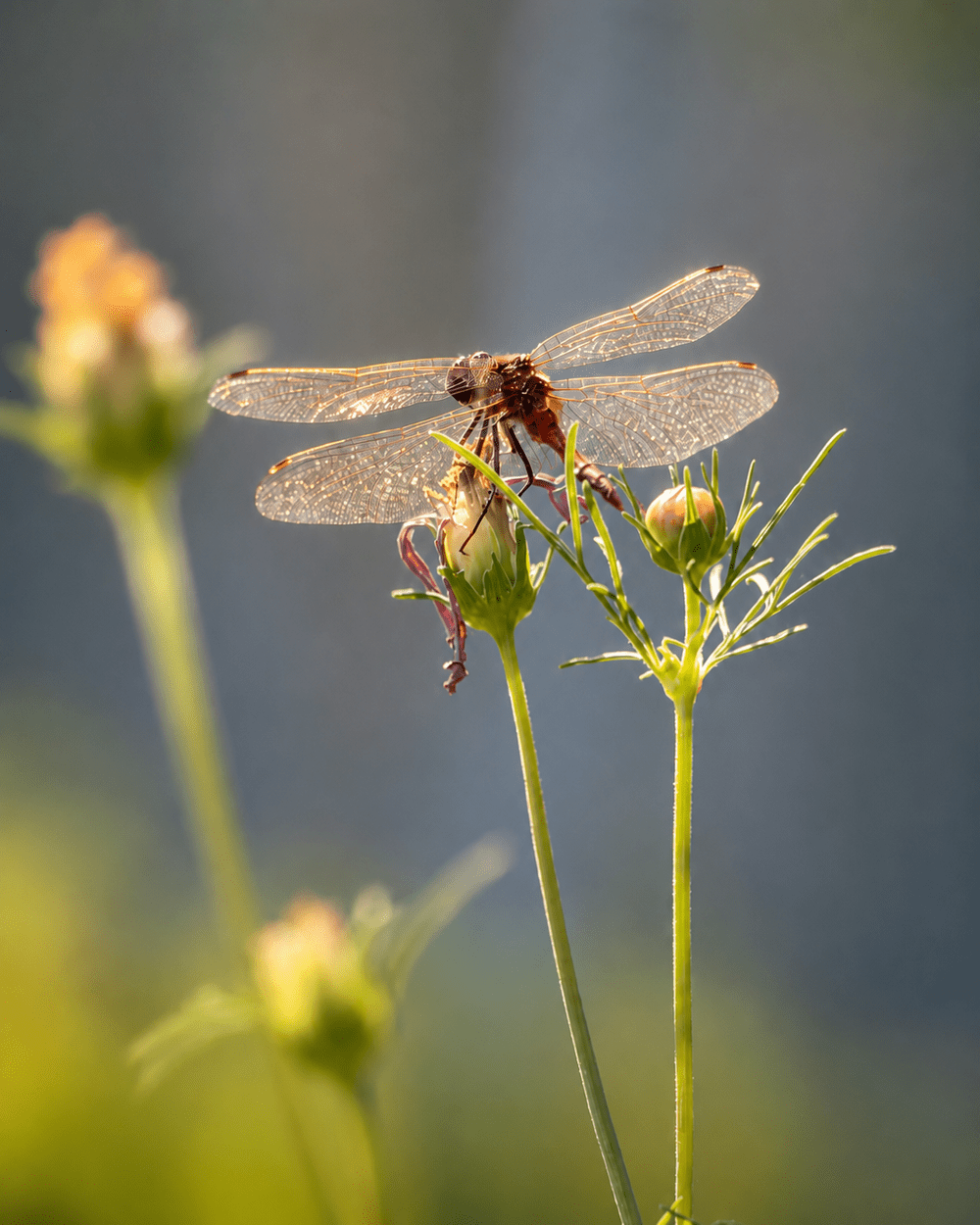 A dragonfly resting on a garden stem